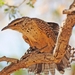 118 (13) Cactus Wren