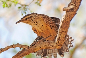 118 (13) Cactus Wren