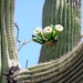 118 (16) Giant Saguaro