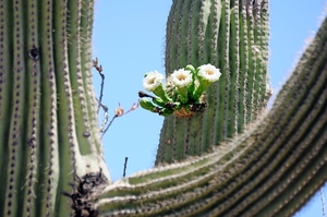 118 (16) Giant Saguaro