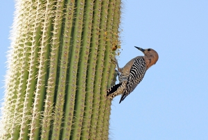 118 (18) Gila Woodpecker