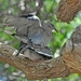 118 (19) White-winged Dove