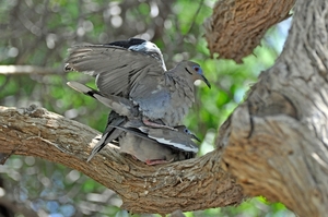 118 (19) White-winged Dove