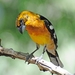 118 (20) Yellow Grosbeak Female