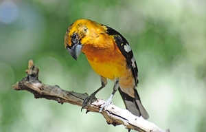 118 (20) Yellow Grosbeak Female