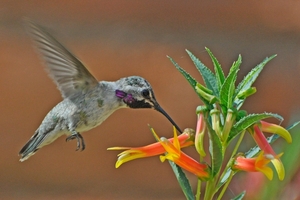 122 Black-chinned Hummingbird Male