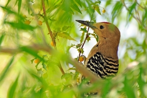 123 Gila Woodpecker