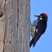 124 Acorn Woodpecker