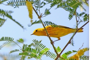 128 Yellow Warbler