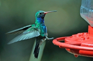 131 Broad-billed Hummingbird