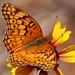 142 Variegated Fritillary