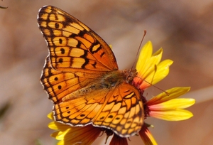 142 Variegated Fritillary