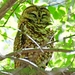 144 Spotted Owl