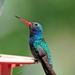 145 Broad-billed Hummingbird