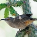 150 Curv-billed Thrasher