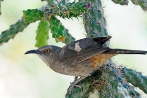 150 Curv-billed Thrasher