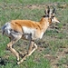 169 Pronghorn Bucks