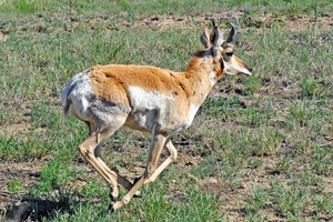 169 Pronghorn Bucks