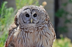 170 Barred Owl