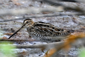 176 Common Snipe