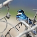 191 Yellow Stone Tree Swallow