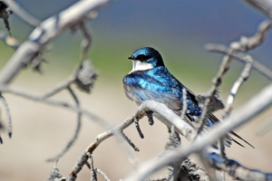 191 Yellow Stone Tree Swallow