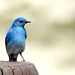 192 Yellow Stone Mountain Bluebird