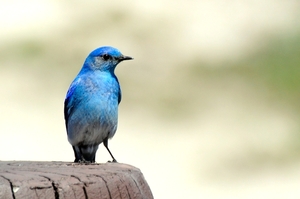 192 Yellow Stone Mountain Bluebird