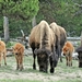 196 Yellow Stone Bison