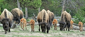 196 Yellow Stone Bison