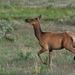 197 Yellow Stone Elk