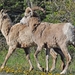 206 Bighorn Sheep Yellow Stone