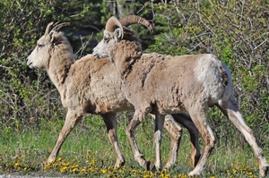 206 Bighorn Sheep Yellow Stone