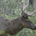 210 Yellow Stone Elk