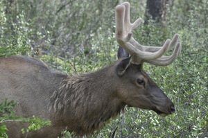 210 Yellow Stone Elk