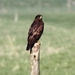 IMG_3817 BUIZERD