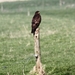 IMG_3838  BUIZERD