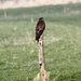 IMG_3839   BUIZERD