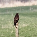 IMG_3831    BUIZERD