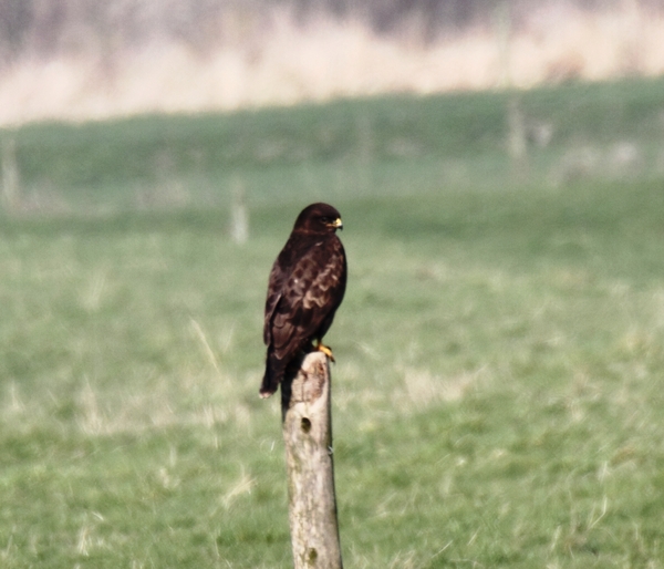 IMG_3831    BUIZERD