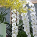 Floriade, Orchideen in Villa Flora