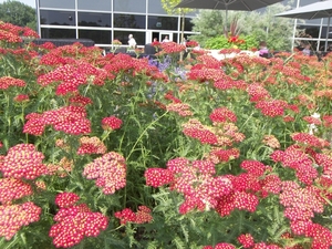 Floriade bloemen, bloemen en nog eens bloemen