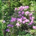 DSC00490
