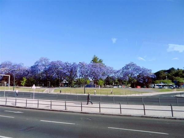 20120613. 003  JacarandaBomen (Palissander hout)