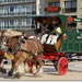 Ambachtelijk rijtuig - Ardense Trekpaarden met Bakkenwagen