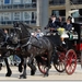 Dubbelspan paarden - Friese hengsten met Glazen Stadsomnibus