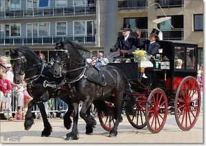 Dubbelspan paarden - Friese hengsten met Glazen Stadsomnibus