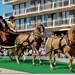 Tandem - Welsh Cob Palomino's met Tandem Dog Cart