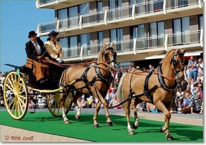 Tandem - Welsh Cob Palomino's met Tandem Dog Cart