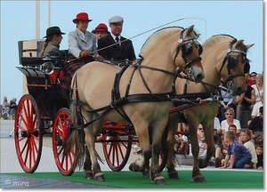 Dubbelspan pony's - Fjorden met Klapwagonette